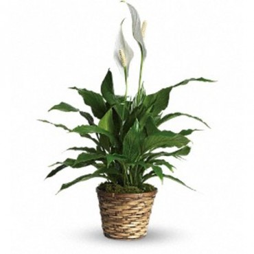 Lily Pot Of Peace Bouquet 